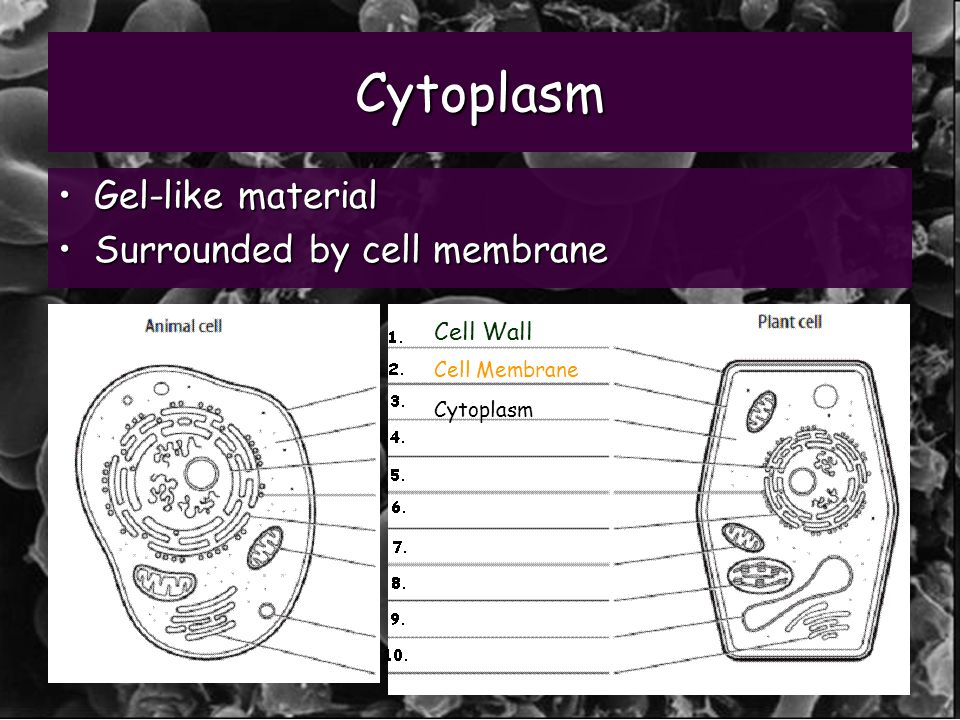 Cytoplasm Gel-like materialGel-like material Surrounded by cell membraneSurrounded by cell membrane Cell Wall Cell Membrane Cytoplasm