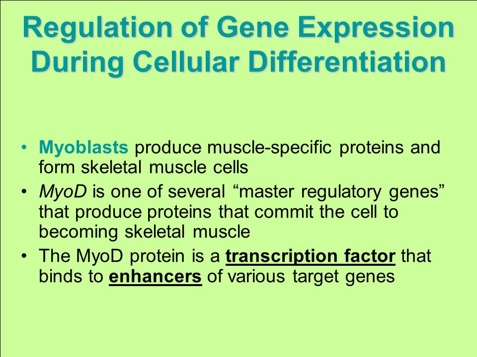 Regulation of Gene Expression During Cellular Differentiation Myoblasts produce muscle-specific proteins and form skeletal muscle cells MyoD is one of several master regulatory genes that produce proteins that commit the cell to becoming skeletal muscle The MyoD protein is a transcription factor that binds to enhancers of various target genes