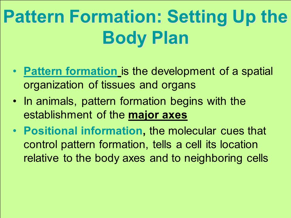 Pattern Formation: Setting Up the Body Plan Pattern formation is the development of a spatial organization of tissues and organs In animals, pattern formation begins with the establishment of the major axes Positional information, the molecular cues that control pattern formation, tells a cell its location relative to the body axes and to neighboring cells