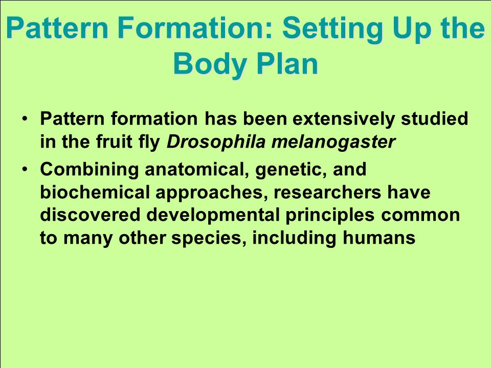 Pattern Formation: Setting Up the Body Plan Pattern formation has been extensively studied in the fruit fly Drosophila melanogaster Combining anatomical, genetic, and biochemical approaches, researchers have discovered developmental principles common to many other species, including humans