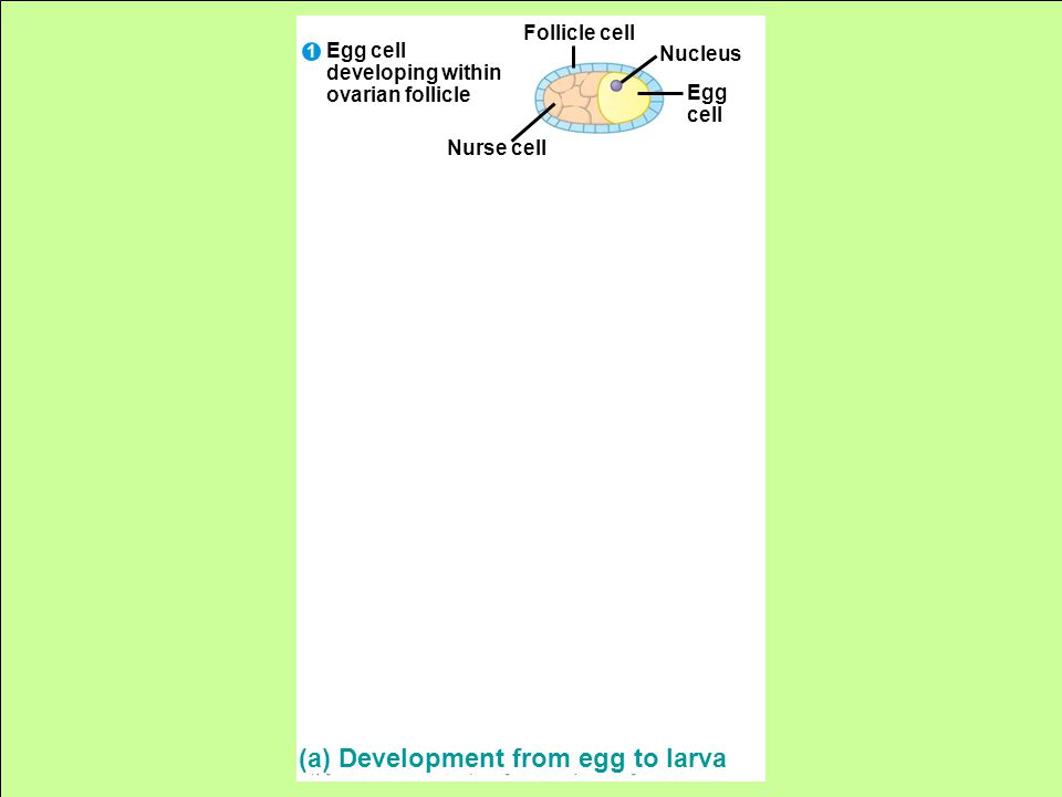 Follicle cell Nucleus Egg cell Nurse cell Egg cell developing within ovarian follicle (a) Development from egg to larva 1 2