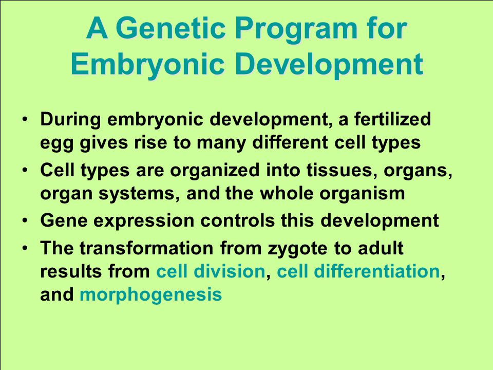 During embryonic development, a fertilized egg gives rise to many different cell types Cell types are organized into tissues, organs, organ systems, and the whole organism Gene expression controls this development The transformation from zygote to adult results from cell division, cell differentiation, and morphogenesis A Genetic Program for Embryonic Development