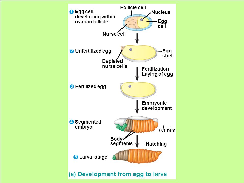 Follicle cell Nucleus Egg cell Nurse cell Egg cell developing within ovarian follicle Unfertilized egg Fertilized egg Depleted nurse cells Egg shell Fertilization Laying of egg Body segments Embryonic development 0.1 mm Segmented embryo (a) Development from egg to larva Hatching Larval stage 5