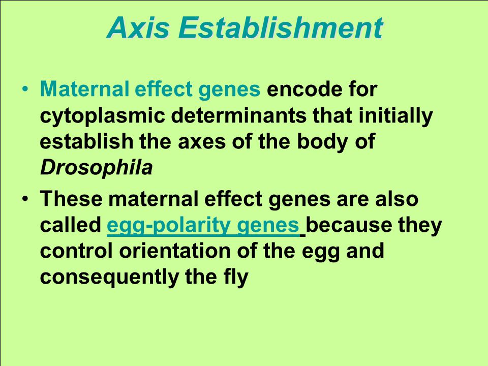 Axis Establishment Maternal effect genes encode for cytoplasmic determinants that initially establish the axes of the body of Drosophila These maternal effect genes are also called egg-polarity genes because they control orientation of the egg and consequently the fly