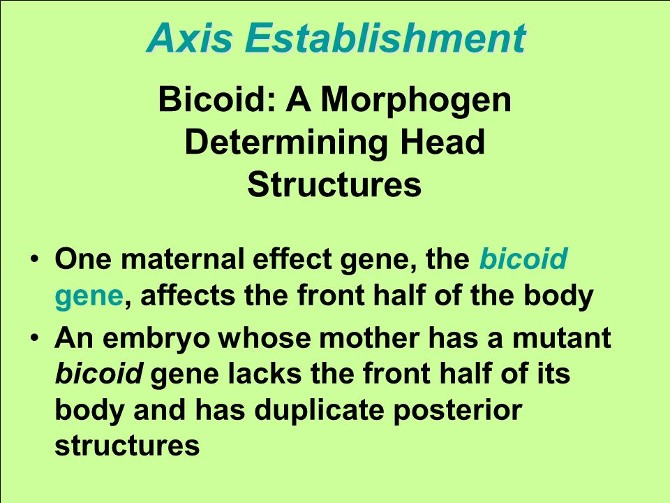 Axis Establishment Bicoid: A Morphogen Determining Head Structures One maternal effect gene, the bicoid gene, affects the front half of the body An embryo whose mother has a mutant bicoid gene lacks the front half of its body and has duplicate posterior structures