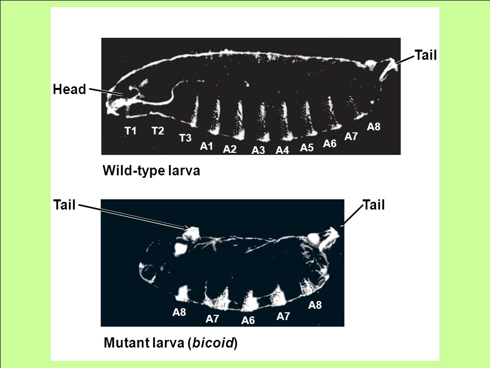 T1T2 T3 A1 A2 A3A4 A5 A6 A7 A8 A7 A6 A7 Tail Head Wild-type larva Mutant larva (bicoid) A8