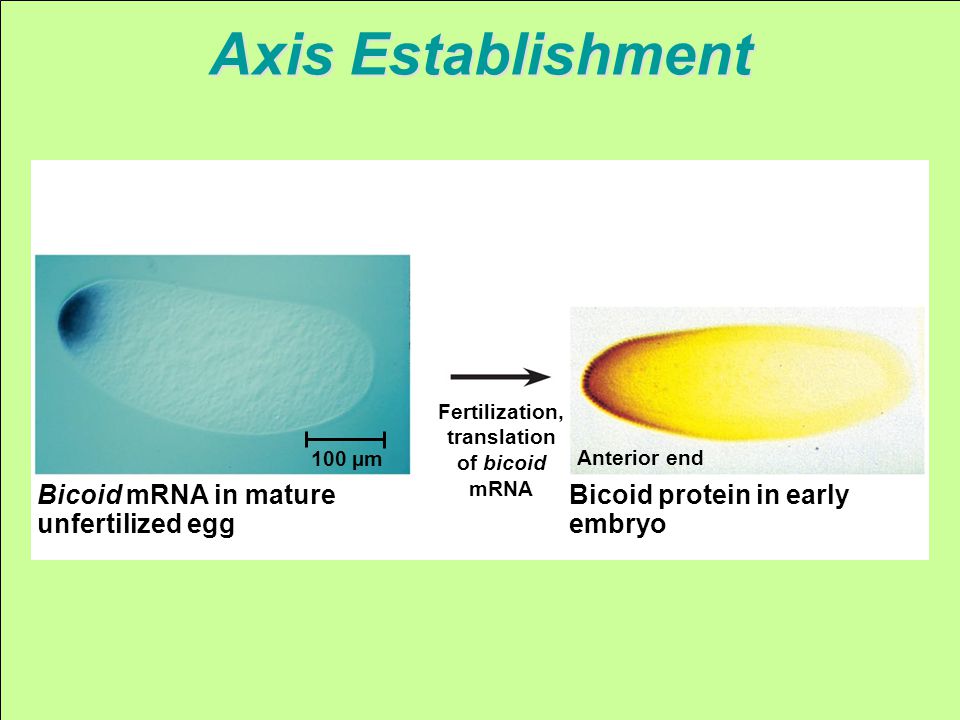Fertilization, translation of bicoid mRNA Bicoid protein in early embryo Anterior end Bicoid mRNA in mature unfertilized egg 100 µm Axis Establishment