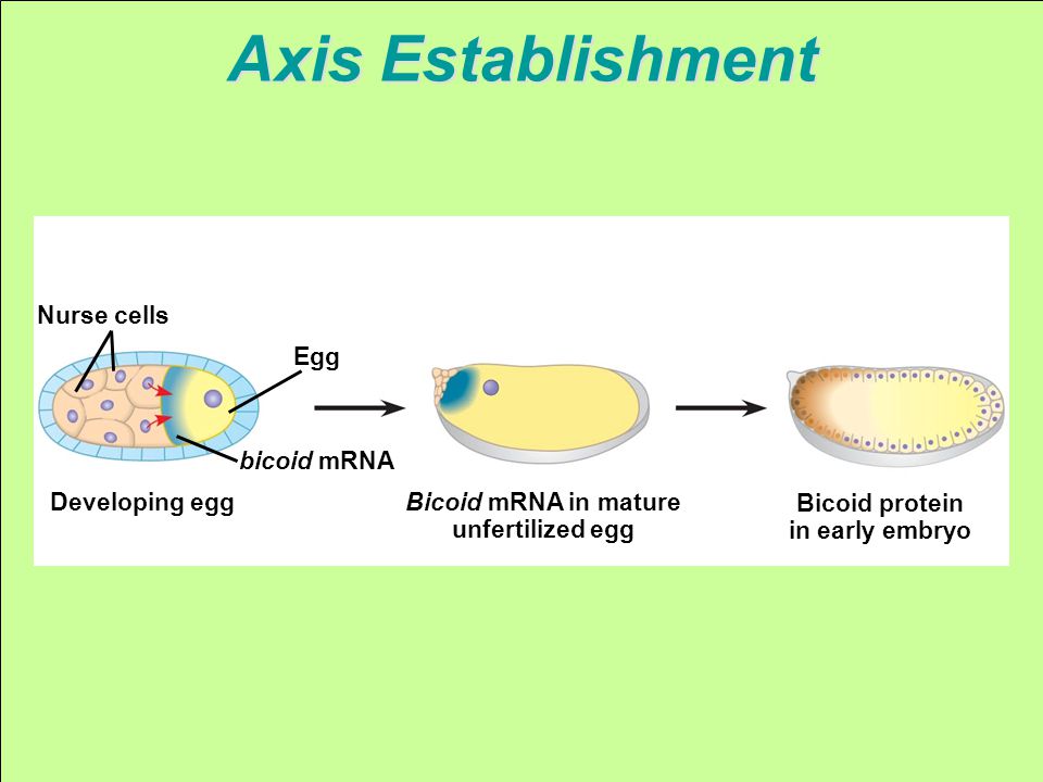 bicoid mRNA Nurse cells Egg Developing egg Bicoid mRNA in mature unfertilized egg Bicoid protein in early embryo Axis Establishment