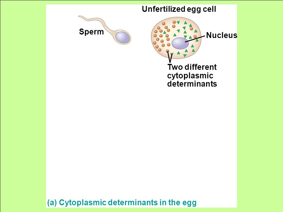 (a) Cytoplasmic determinants in the egg Two different cytoplasmic determinants Unfertilized egg cell Sperm Nucleus