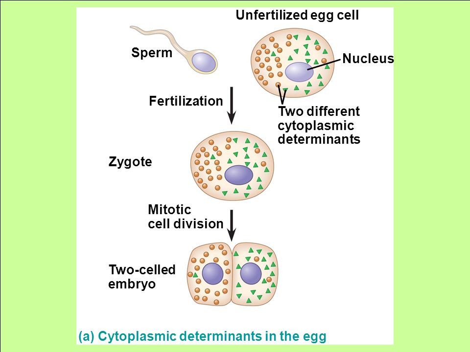 (a) Cytoplasmic determinants in the egg Two different cytoplasmic determinants Unfertilized egg cell Sperm Fertilization Zygote Mitotic cell division Two-celled embryo Nucleus