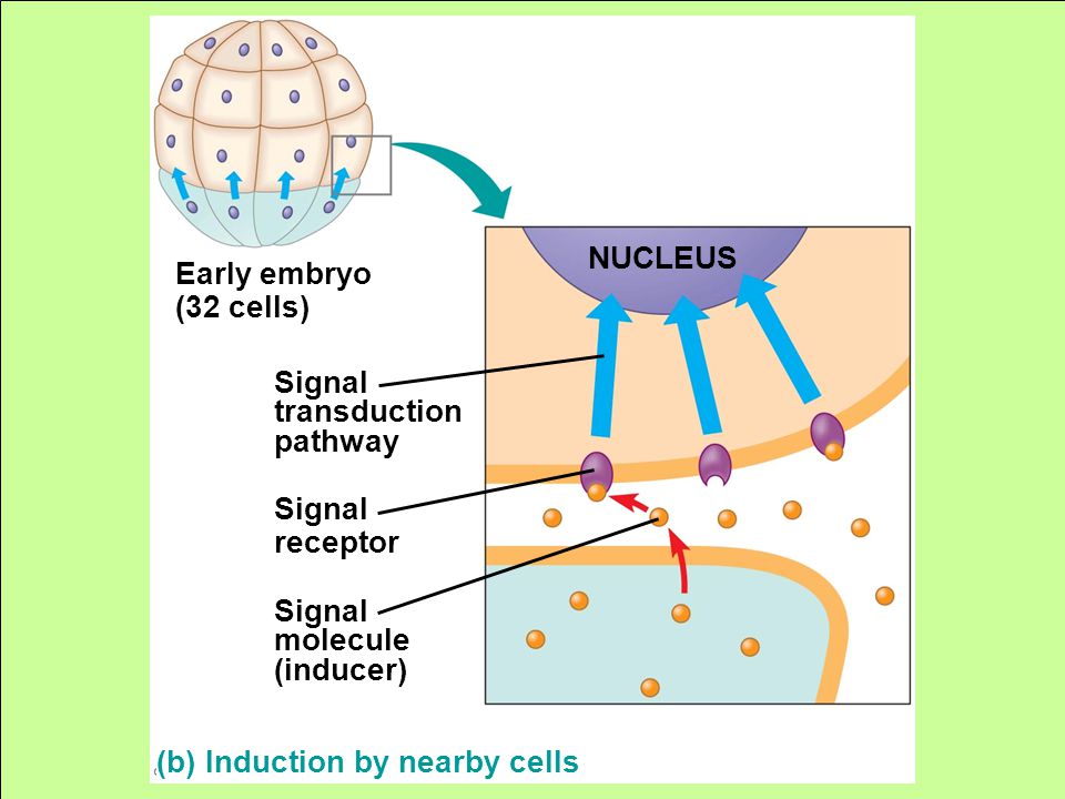 (b) Induction by nearby cells Signal molecule (inducer) Signal transduction pathway Early embryo (32 cells) NUCLEUS Signal receptor