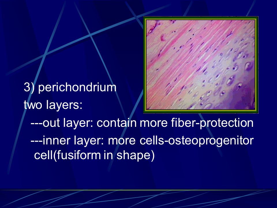 3) perichondrium two layers: ---out layer: contain more fiber-protection ---inner layer: more cells-osteoprogenitor cell(fusiform in shape)