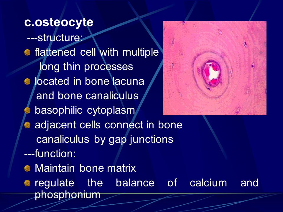 c.osteocyte ---structure: flattened cell with multiple long thin processes located in bone lacuna and bone canaliculus basophilic cytoplasm adjacent cells connect in bone canaliculus by gap junctions ---function: Maintain bone matrix regulate the balance of calcium and phosphonium