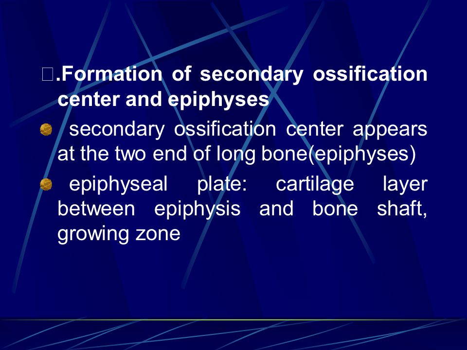ⅳ.Formation of secondary ossification center and epiphyses secondary ossification center appears at the two end of long bone(epiphyses) epiphyseal plate: cartilage layer between epiphysis and bone shaft, growing zone
