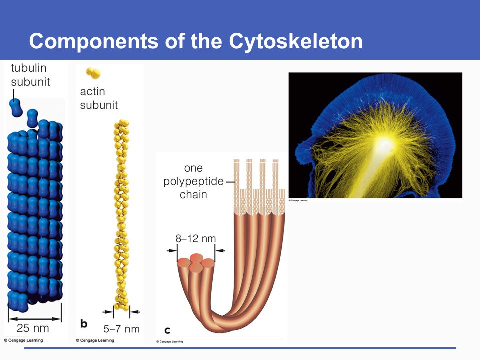Cytoskeleton structure and functions. Cytoskeleton.