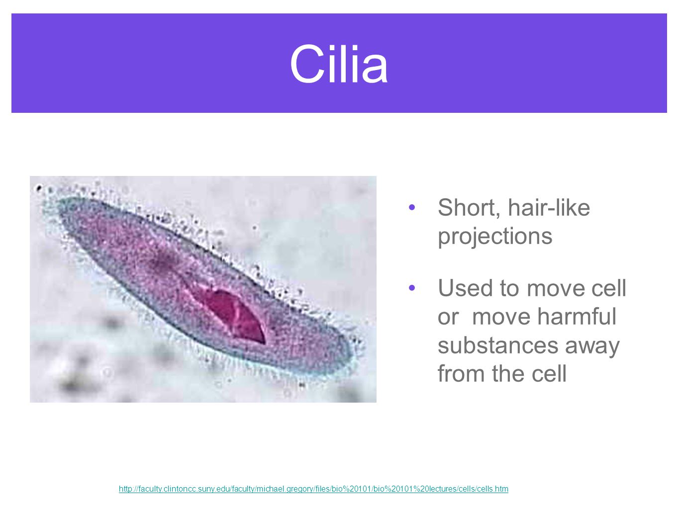 Cilia Short, hair-like projections Used to move cell or move harmful substances away from the cell