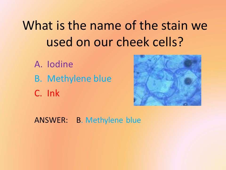 Cells Test Review What is the name of the stain we used on our cheek cells?    blue  ANSWER: B. Methylene blue. - ppt download