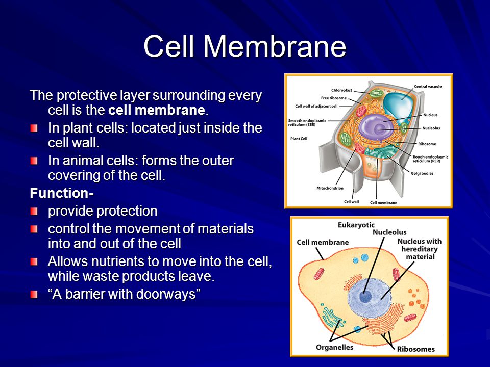 Cell Structure Typical Structures Found in Plant and Animal Cells. - ppt  download