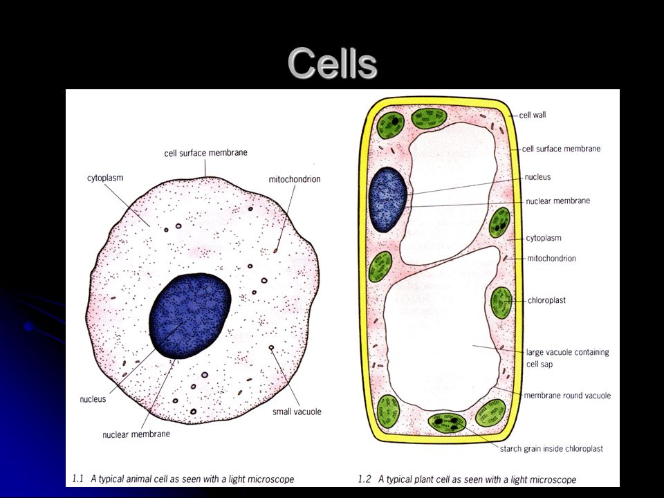 Cells Plant & Animal Cells. Cells How many cells do we have in us? How many  cells do we have in us? Brain has estimated 1,000,000,000 neurons (one  type. - ppt download