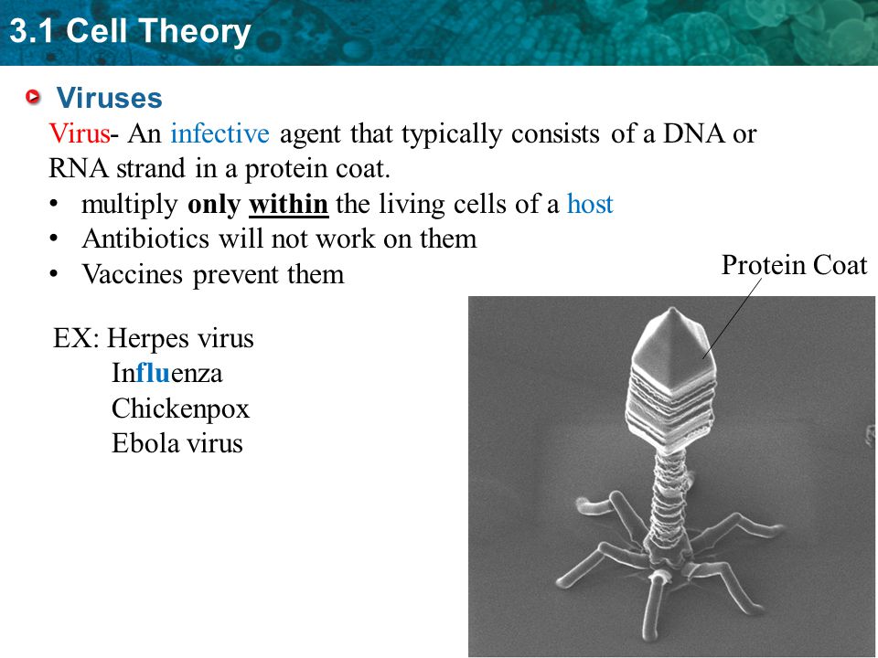 3.1 Cell Theory Viruses Virus- An infective agent that typically consists of a DNA or RNA strand in a protein coat.