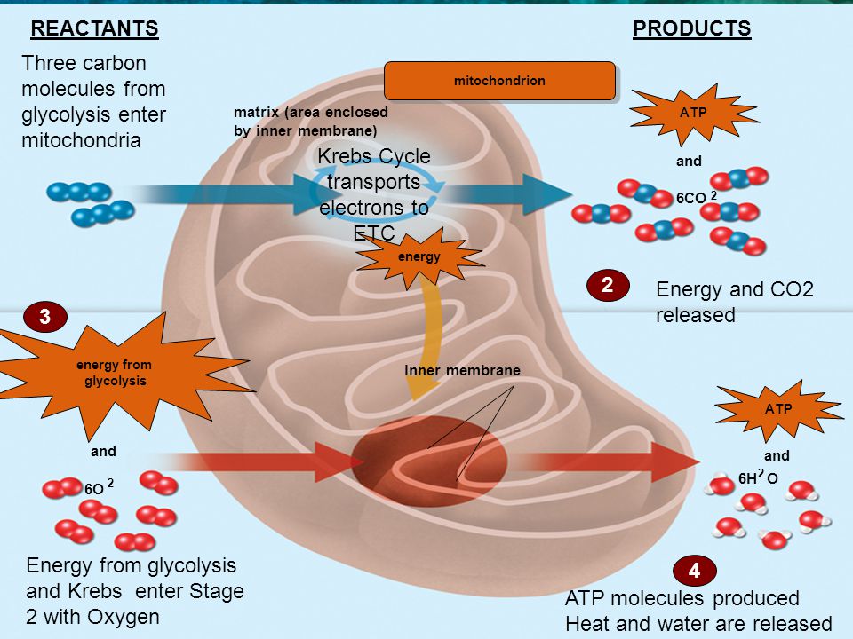 3.1 Cell Theory 6H O 2 6CO 2 6O 2 mitochondrion matrix (area enclosed by inner membrane) inner membrane ATP energy energy from glycolysis and Three carbon molecules from glycolysis enter mitochondria Krebs Cycle transports electrons to ETC Energy and CO2 released Energy from glycolysis and Krebs enter Stage 2 with Oxygen ATP molecules produced Heat and water are released REACTANTSPRODUCTS