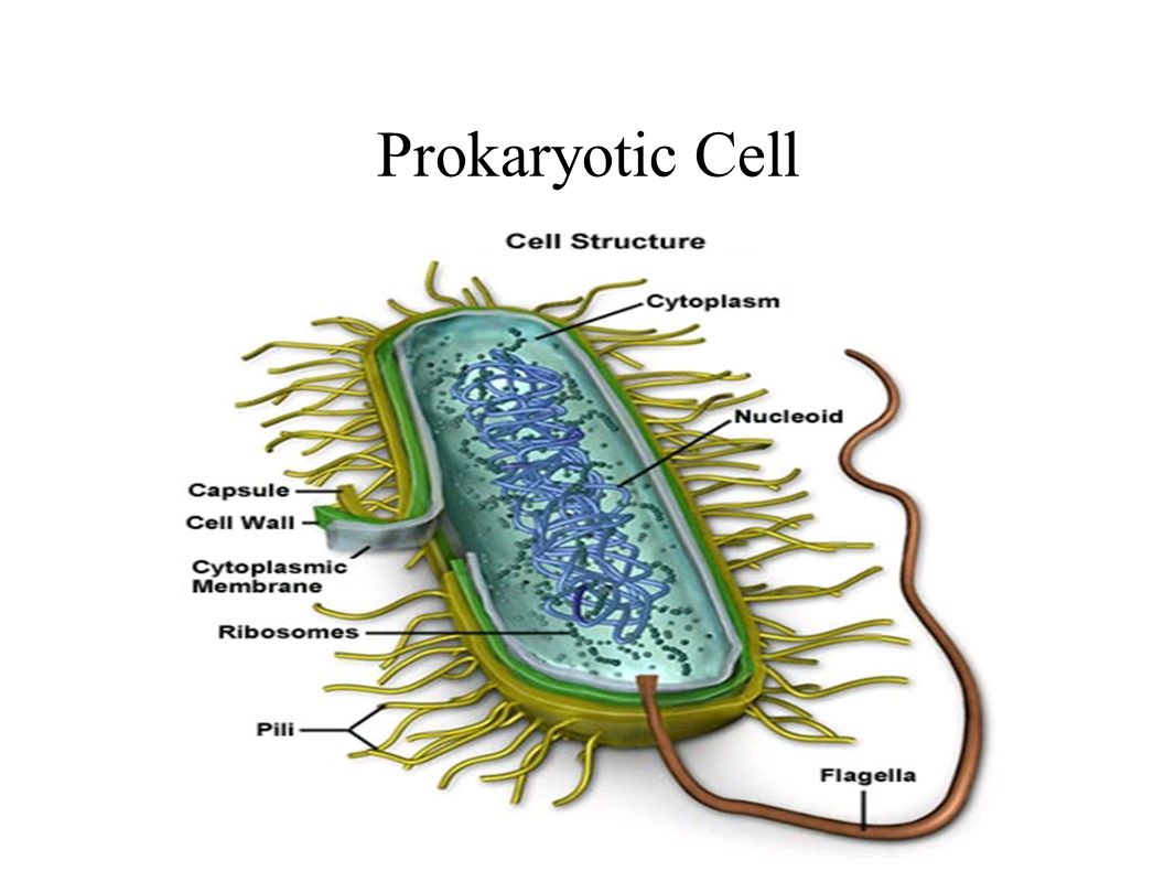 Нуклеоид прокариот. Строение бактериальной клетки прокариот. Прокариотическая клетка bacteria. Строение прокариотической бактериальной клетки. Строение клетки прокариот бактерии.