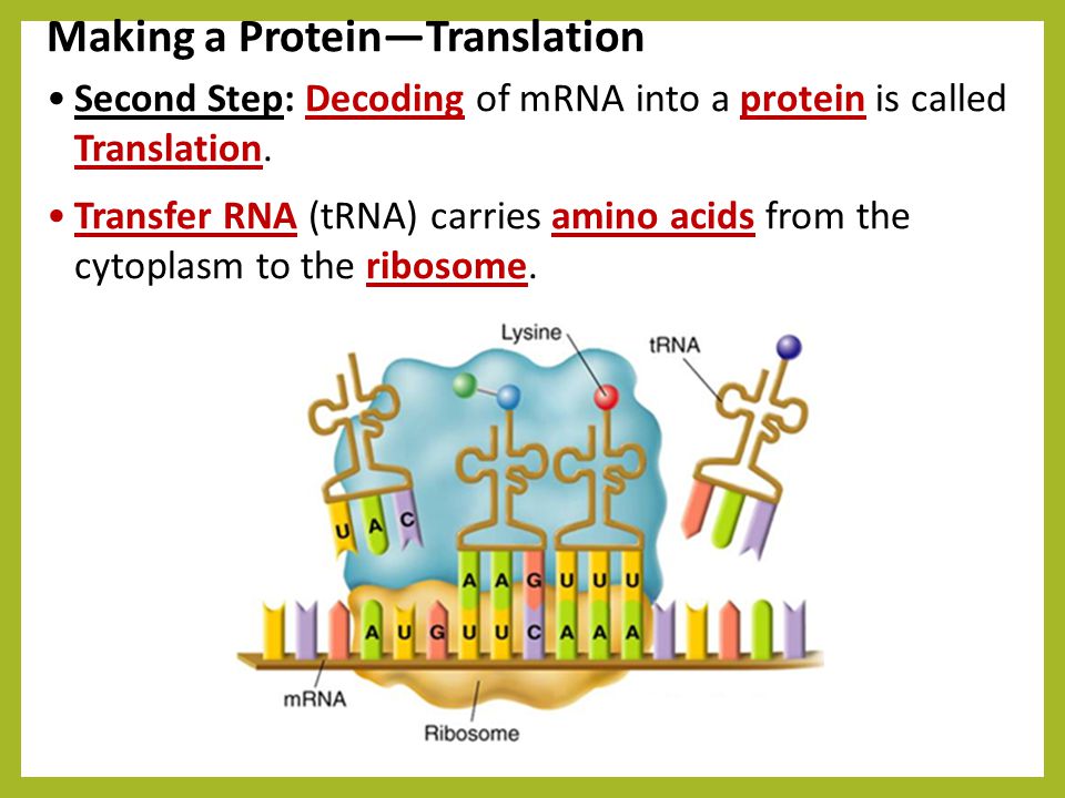 Second step. Protein Synthesis process. Translation Protein. Making the Proteins. Protein перевод.