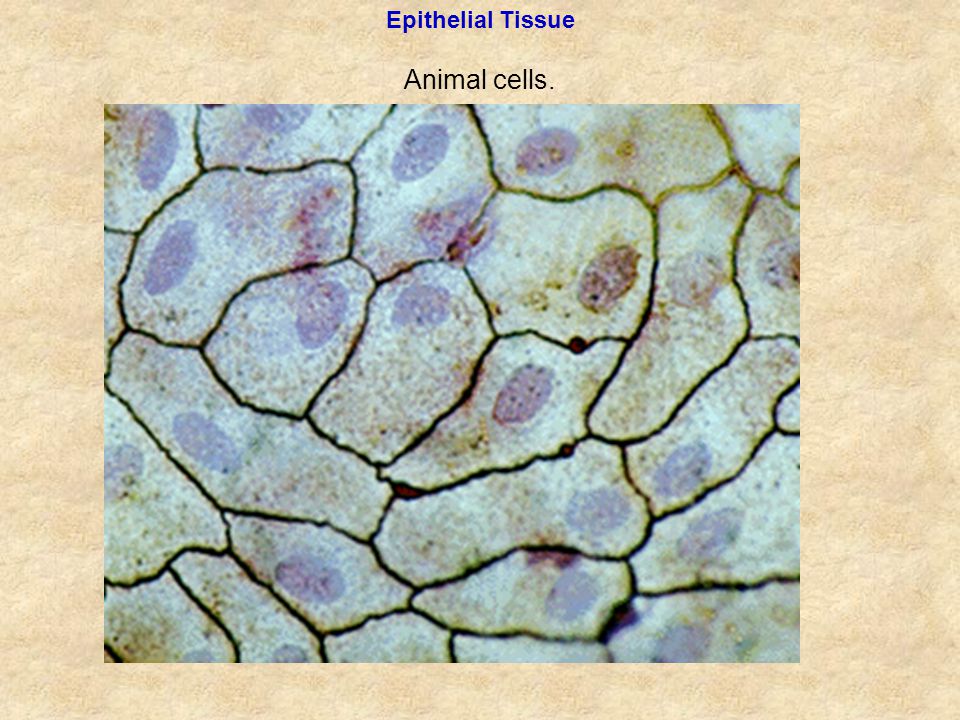Plant and Animal Cells. Animal cell Epithelial Tissue Animal cells. The  Simple Epithelial Tissue Types. - ppt download