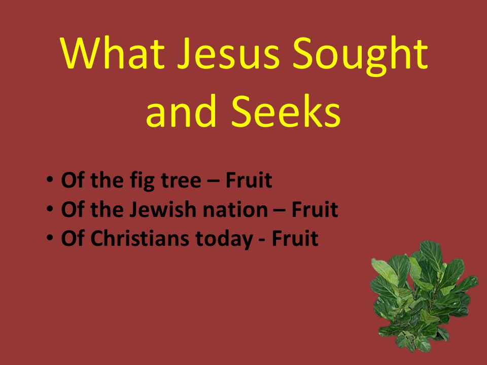 What Jesus Sought and Seeks Of the fig tree – Fruit Of the Jewish nation – Fruit Of Christians today - Fruit