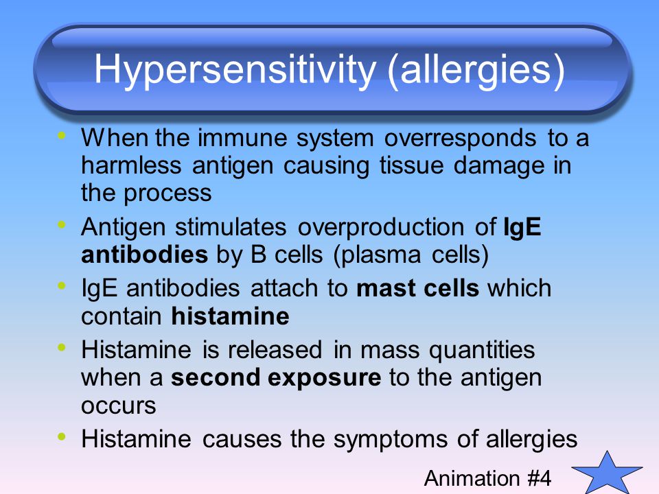 Hypersensitivity (allergies) When the immune system overresponds to a harmless antigen causing tissue damage in the process Antigen stimulates overproduction of IgE antibodies by B cells (plasma cells) IgE antibodies attach to mast cells which contain histamine Histamine is released in mass quantities when a second exposure to the antigen occurs Histamine causes the symptoms of allergies Animation #4