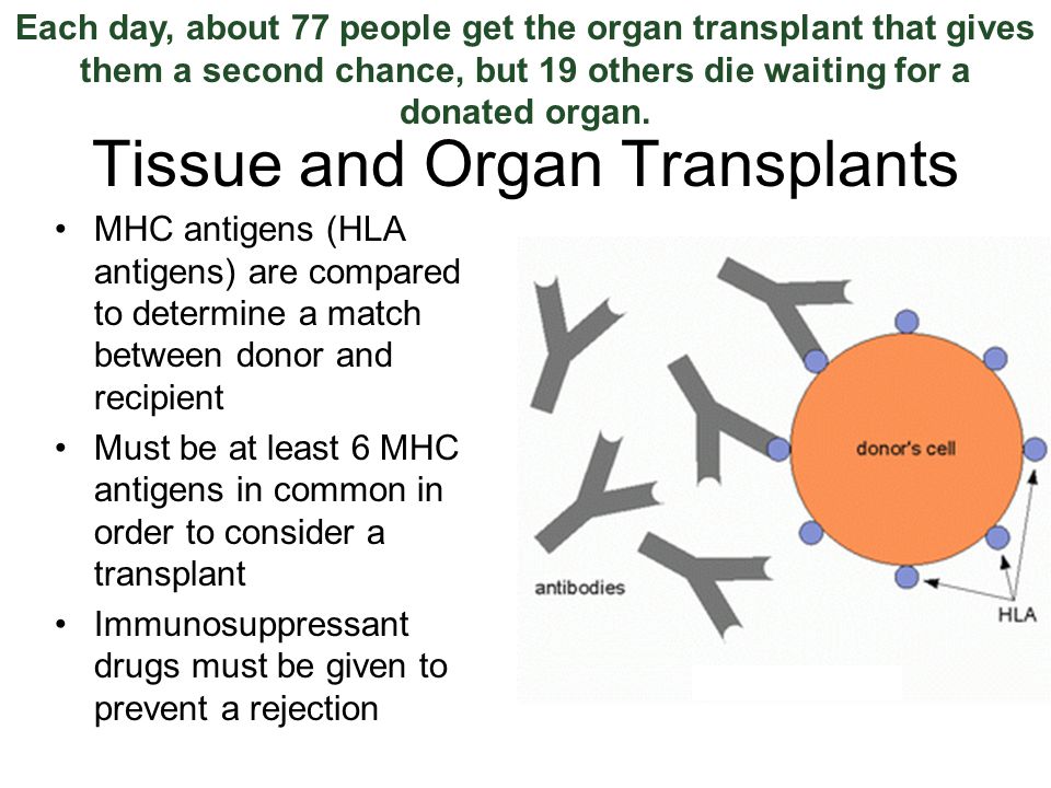 Tissue and Organ Transplants MHC antigens (HLA antigens) are compared to determine a match between donor and recipient Must be at least 6 MHC antigens in common in order to consider a transplant Immunosuppressant drugs must be given to prevent a rejection Each day, about 77 people get the organ transplant that gives them a second chance, but 19 others die waiting for a donated organ.