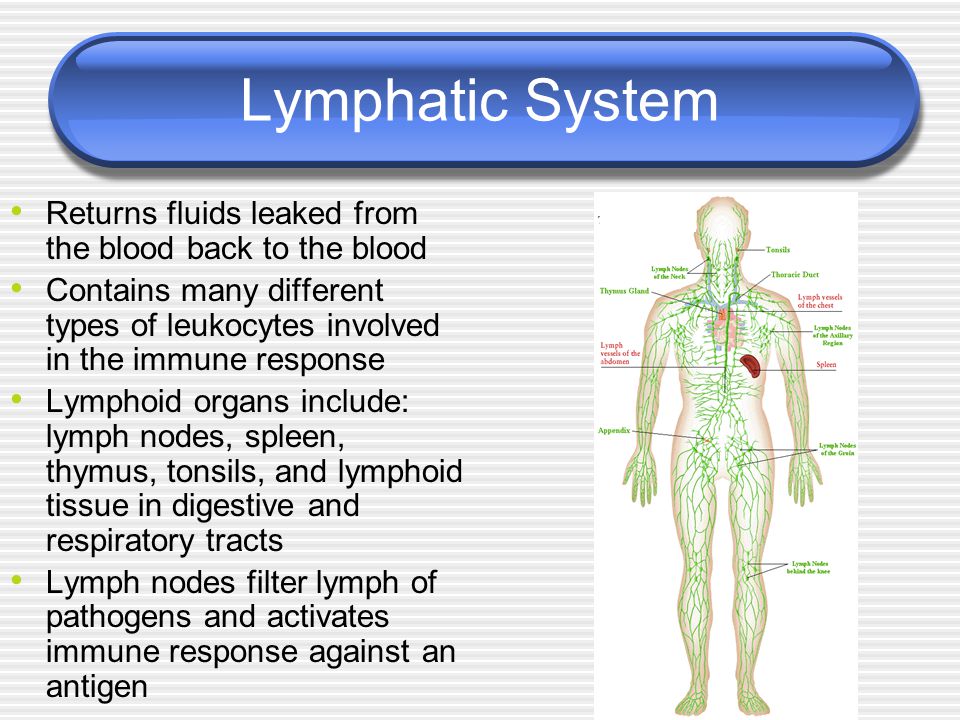 Lymphatic System Returns fluids leaked from the blood back to the blood Contains many different types of leukocytes involved in the immune response Lymphoid organs include: lymph nodes, spleen, thymus, tonsils, and lymphoid tissue in digestive and respiratory tracts Lymph nodes filter lymph of pathogens and activates immune response against an antigen