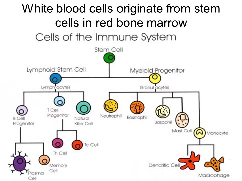 White blood cells originate from stem cells in red bone marrow