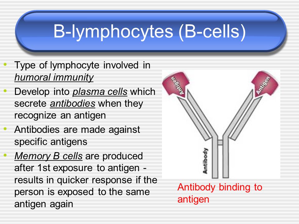 B-lymphocytes (B-cells) Type of lymphocyte involved in humoral immunity Develop into plasma cells which secrete antibodies when they recognize an antigen Antibodies are made against specific antigens Memory B cells are produced after 1st exposure to antigen - results in quicker response if the person is exposed to the same antigen again Antibody binding to antigen