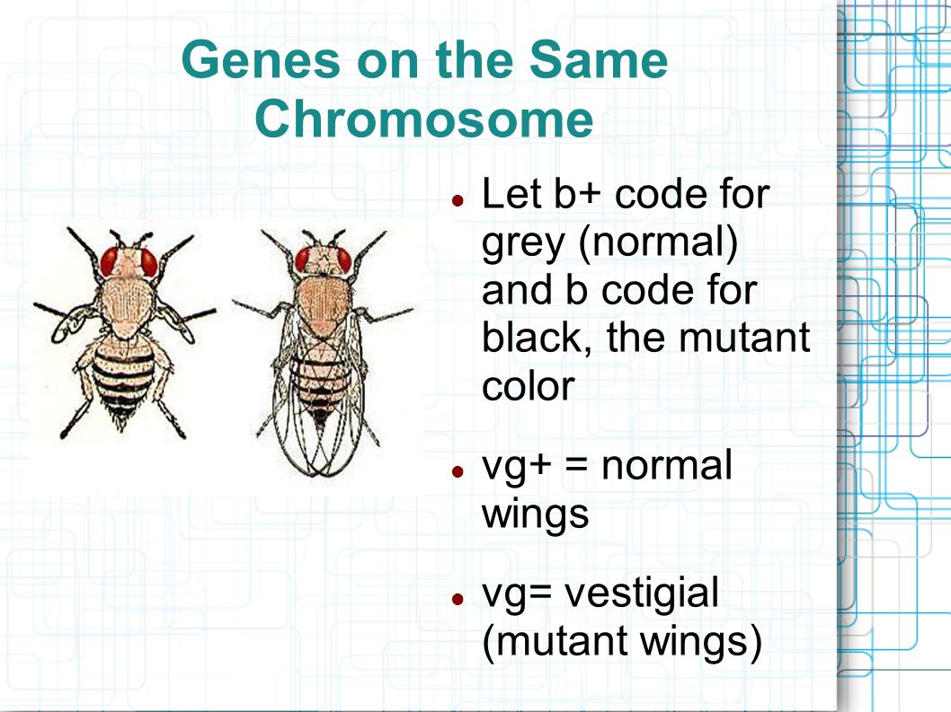 Genes on the Same Chromosome Let b+ code for grey (normal) and b code for black, the mutant color vg+ = normal wings vg= vestigial (mutant wings)