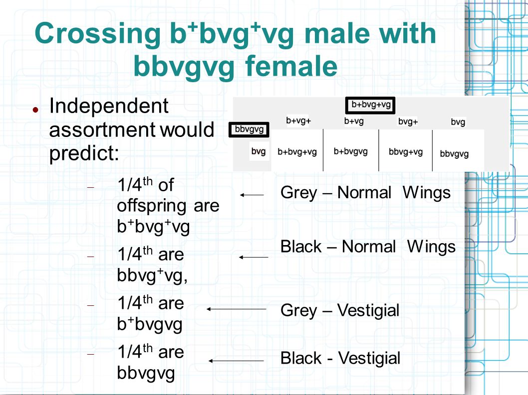 Crossing b + bvg + vg male with bbvgvg female Independent assortment would predict:  1/4 th of offspring are b + bvg + vg  1/4 th are bbvg + vg,  1/4 th are b + bvgvg  1/4 th are bbvgvg Grey – Normal Wings Black – Normal Wings Black - Vestigial Grey – Vestigial