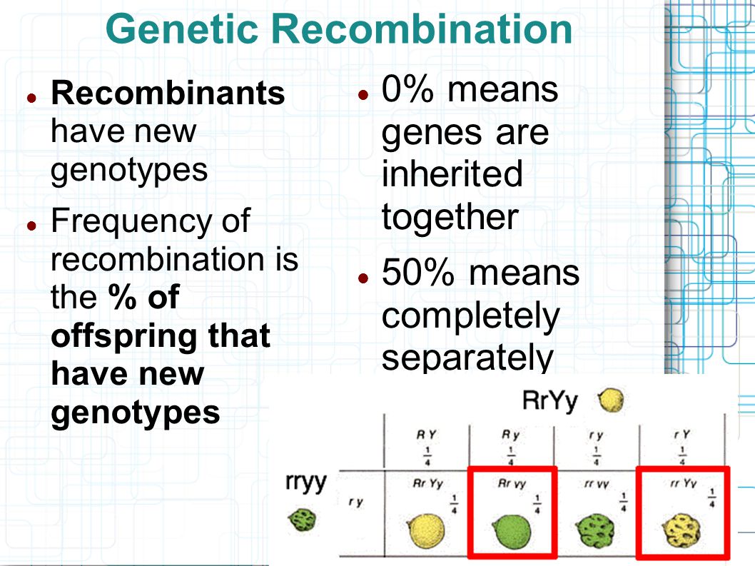 Genetic Recombination Recombinants have new genotypes Frequency of recombination is the % of offspring that have new genotypes 0% means genes are inherited together 50% means completely separately