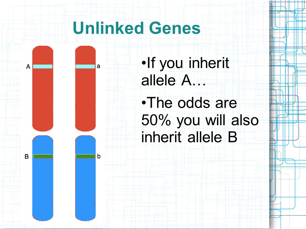 Unlinked Genes If you inherit allele A… The odds are 50% you will also inherit allele B
