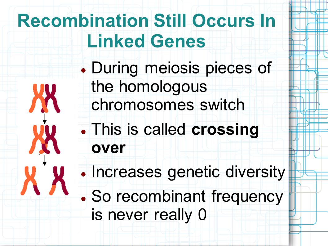 Recombination Still Occurs In Linked Genes During meiosis pieces of the homologous chromosomes switch This is called crossing over Increases genetic diversity So recombinant frequency is never really 0