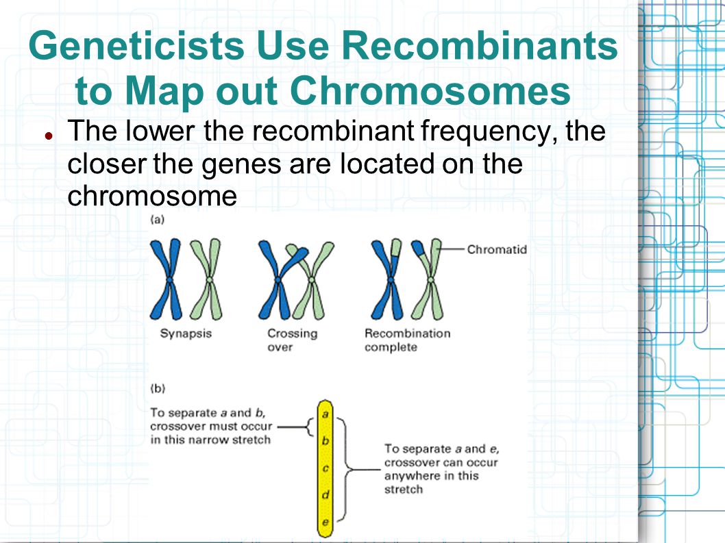 Geneticists Use Recombinants to Map out Chromosomes The lower the recombinant frequency, the closer the genes are located on the chromosome