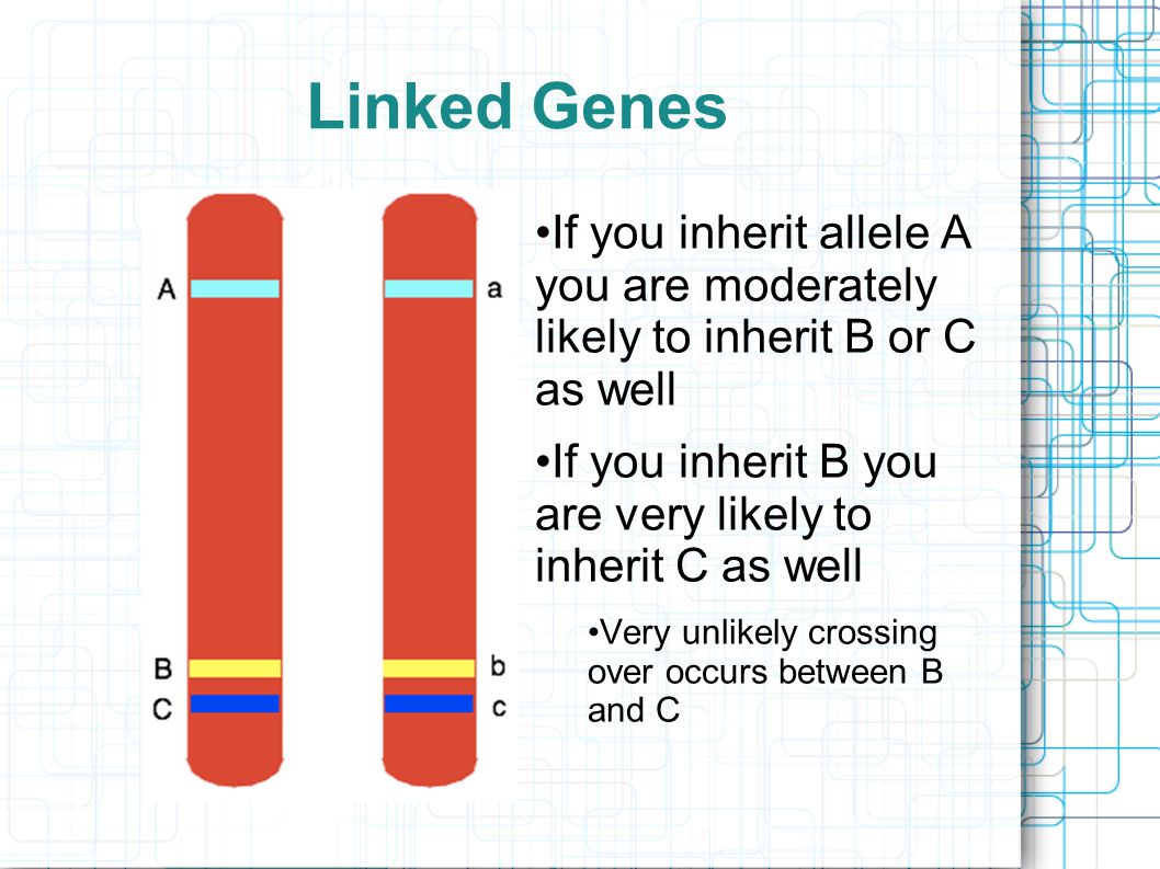 Linked Genes If you inherit allele A you are moderately likely to inherit B or C as well If you inherit B you are very likely to inherit C as well Very unlikely crossing over occurs between B and C
