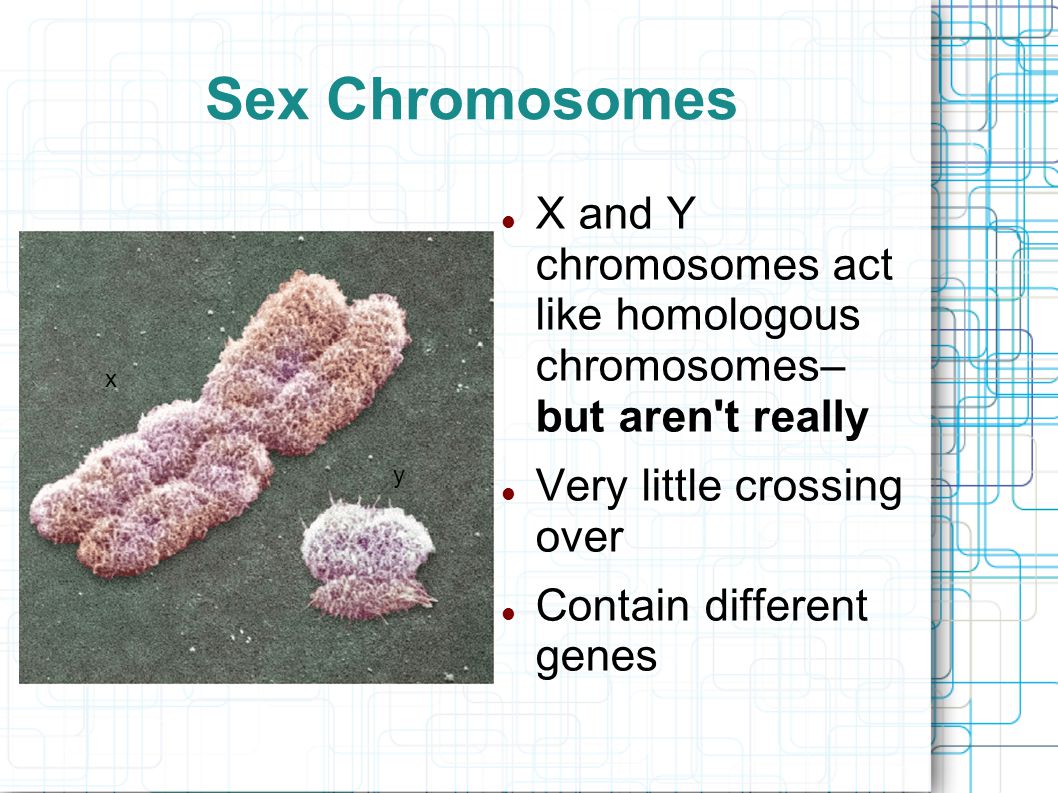 Sex Chromosomes X and Y chromosomes act like homologous chromosomes– but aren t really Very little crossing over Contain different genes x y