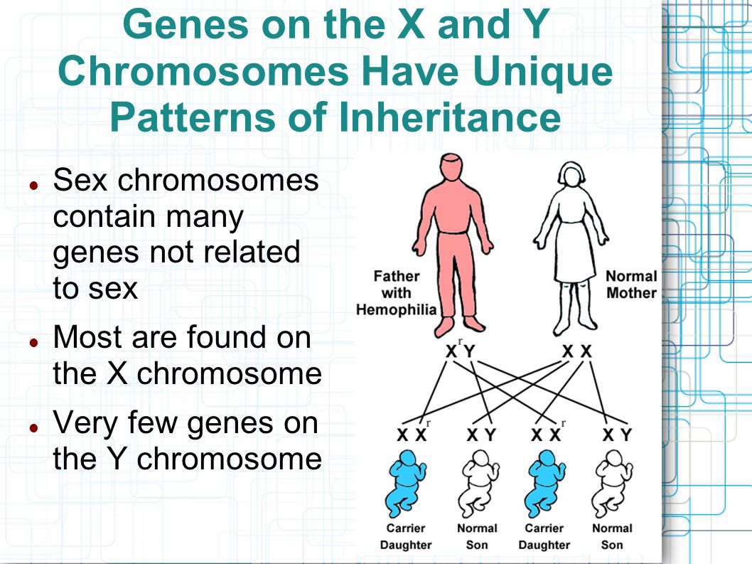 Genes on the X and Y Chromosomes Have Unique Patterns of Inheritance Sex chromosomes contain many genes not related to sex Most are found on the X chromosome Very few genes on the Y chromosome