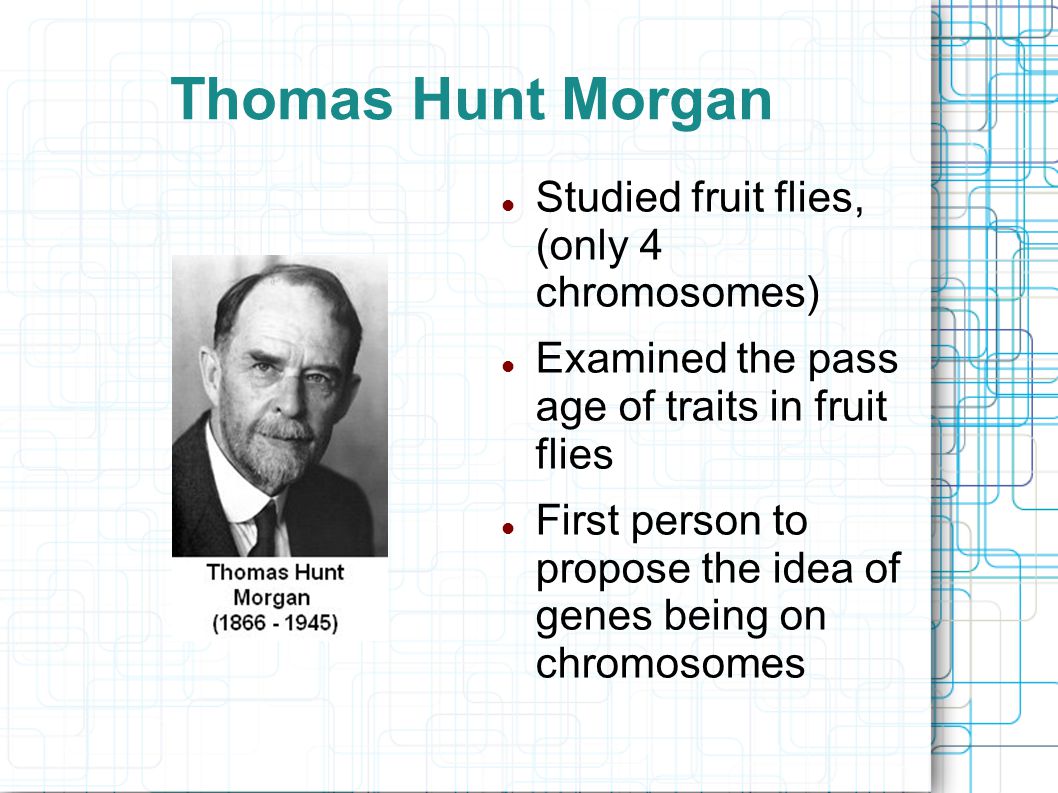 Thomas Hunt Morgan Studied fruit flies, (only 4 chromosomes) Examined the pass age of traits in fruit flies First person to propose the idea of genes being on chromosomes