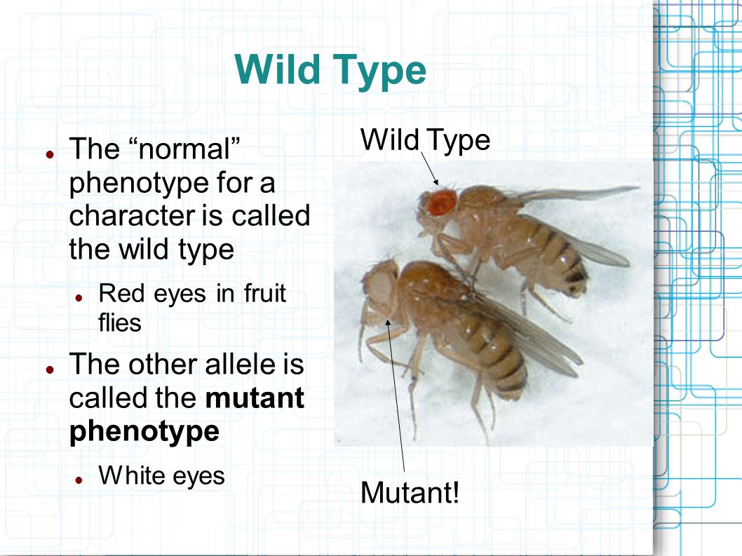 Wild Type The normal phenotype for a character is called the wild type Red eyes in fruit flies The other allele is called the mutant phenotype White eyes Mutant.