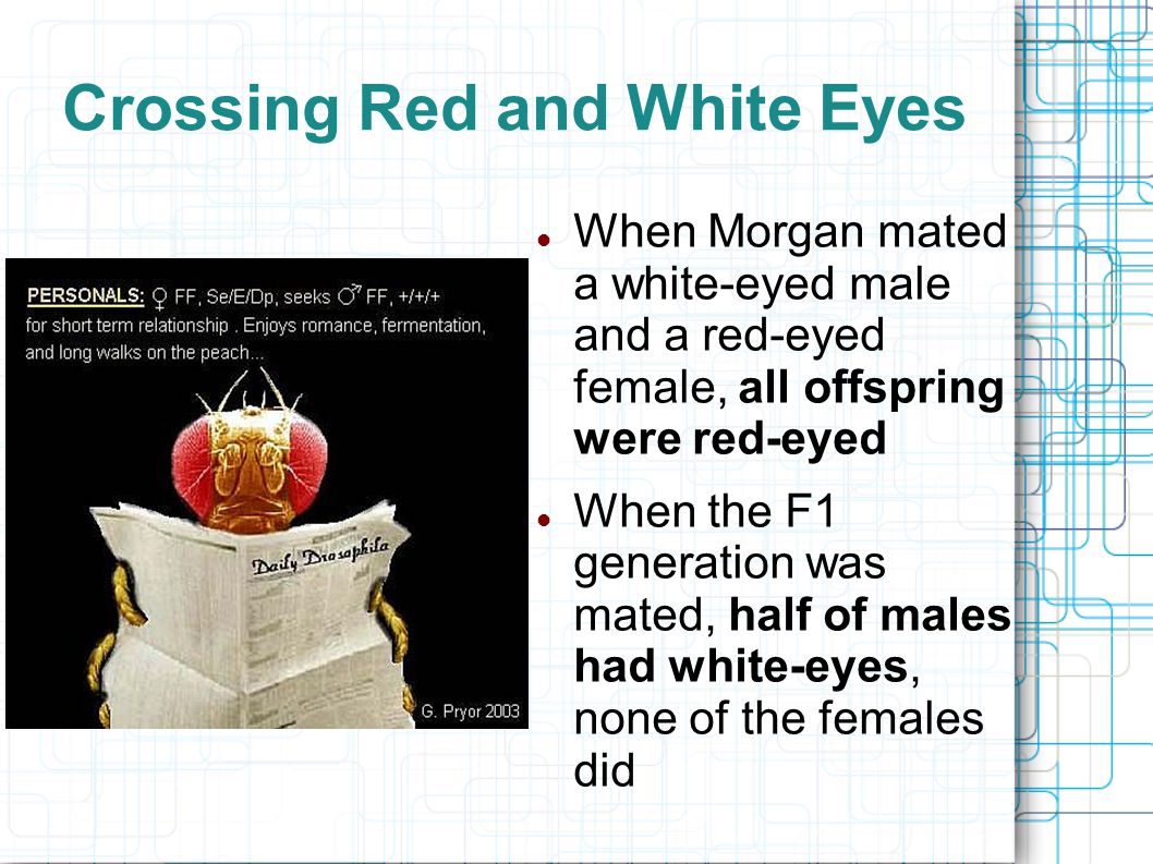 Crossing Red and White Eyes When Morgan mated a white-eyed male and a red-eyed female, all offspring were red-eyed When the F1 generation was mated, half of males had white-eyes, none of the females did