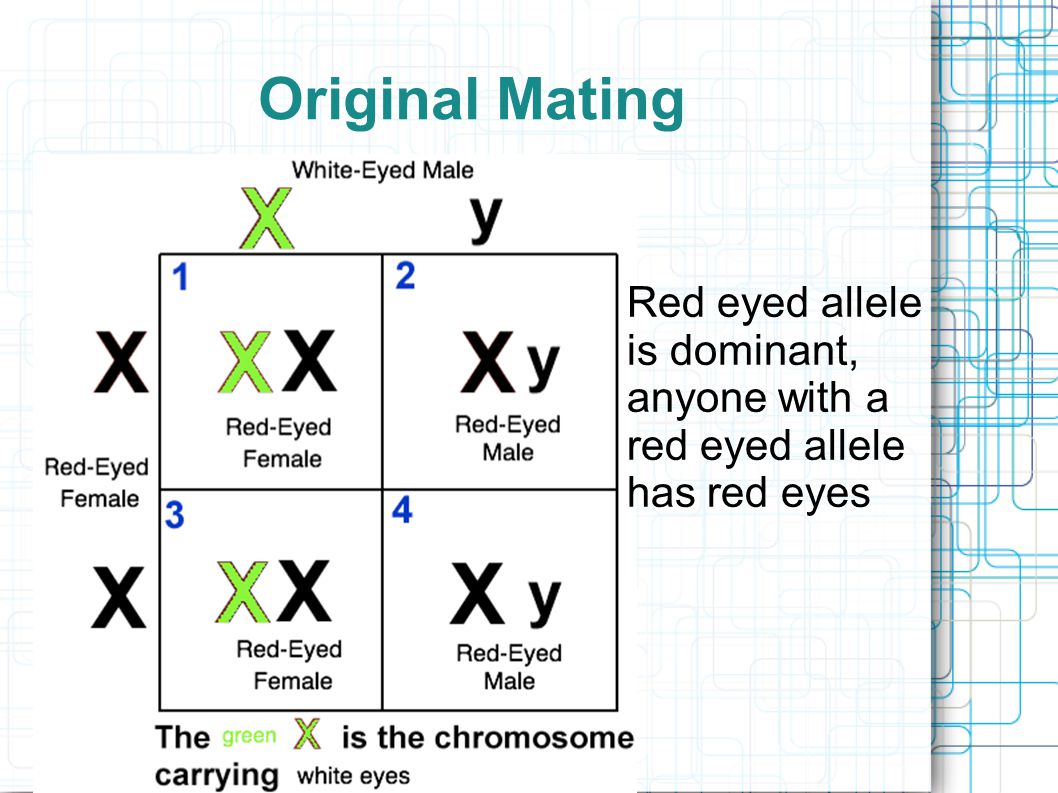 Original Mating Red eyed allele is dominant, anyone with a red eyed allele has red eyes