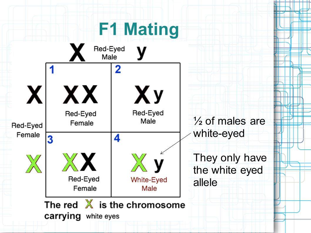 F1 Mating ½ of males are white-eyed They only have the white eyed allele