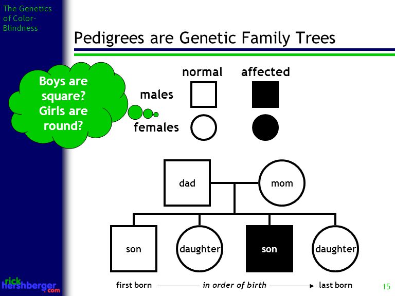 15 The Genetics of Color- Blindness Pedigrees are Genetic Family Trees male...