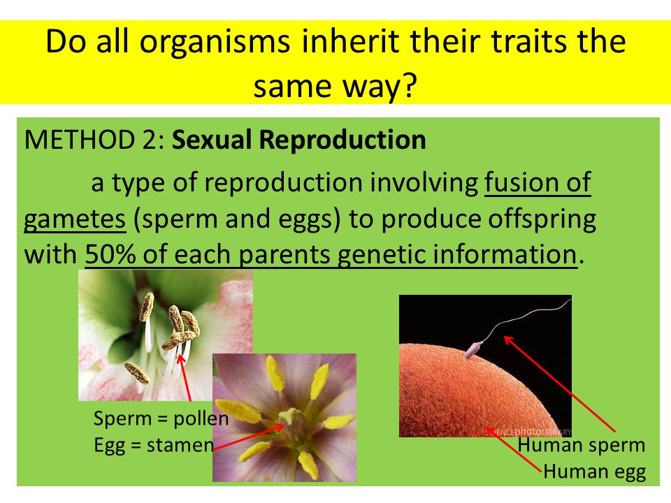 Do all organisms inherit their traits the same way.